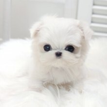 Tiny Teacup Pups - amazing micro teacup puppies available for sale ...