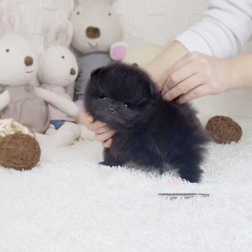 Tiara Black Micro Pomeranian - Tiny Teacup Pups | Designer Puppies | 1 ...