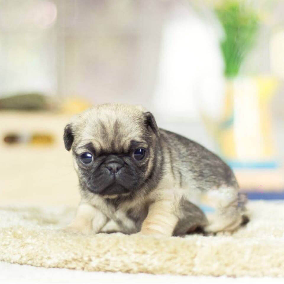 Lacy Sable Micro Teacup Pug - Tiny Teacup Pups | Designer Puppies | 1 ...