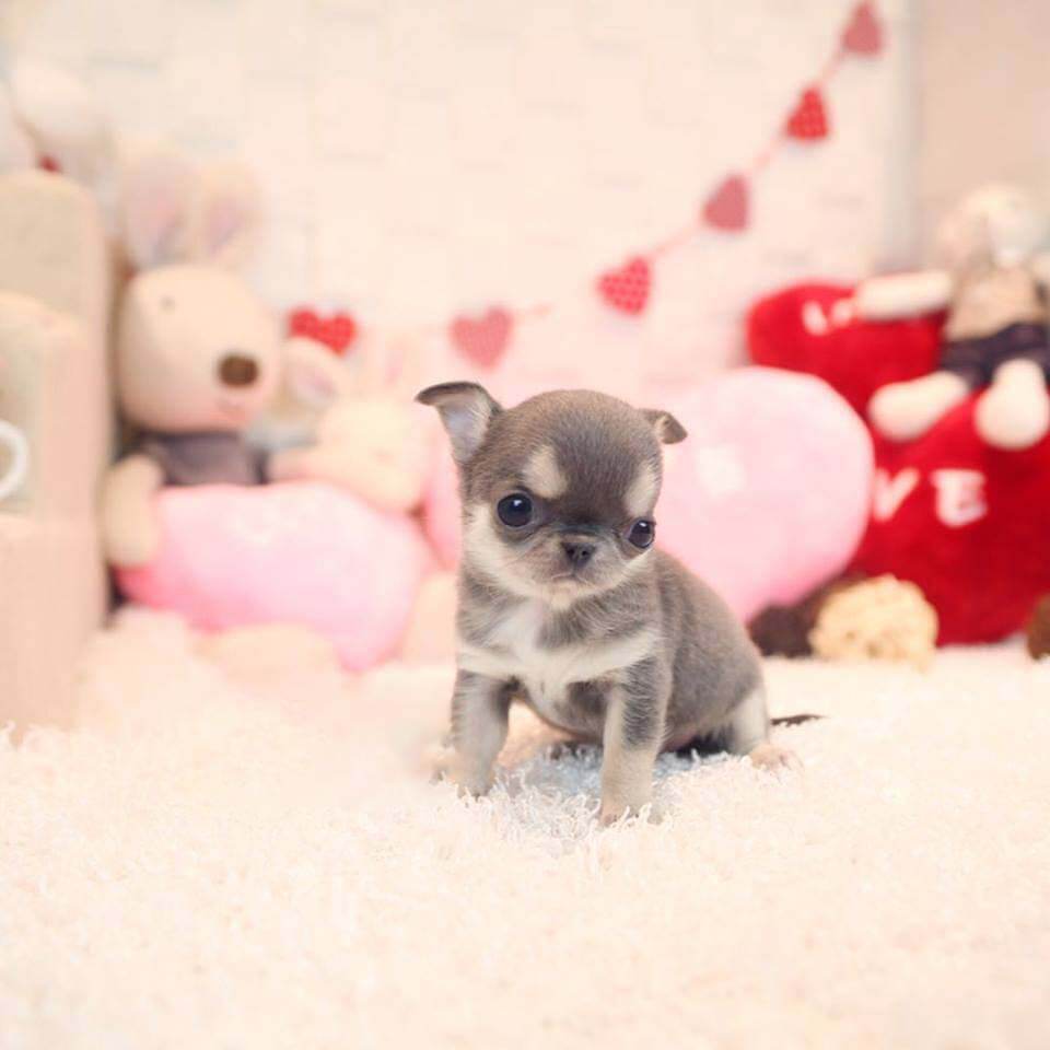 Arianna Micro Short Coat Isabelle & Tan Chihuahua - Tiny Teacup Pups ...