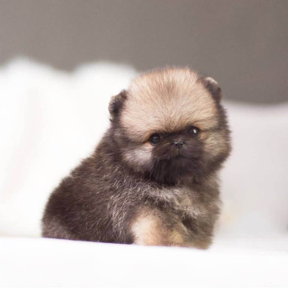 Pudding Micro Wolf Sable Pomeranian - Tiny Teacup Pups | Designer ...