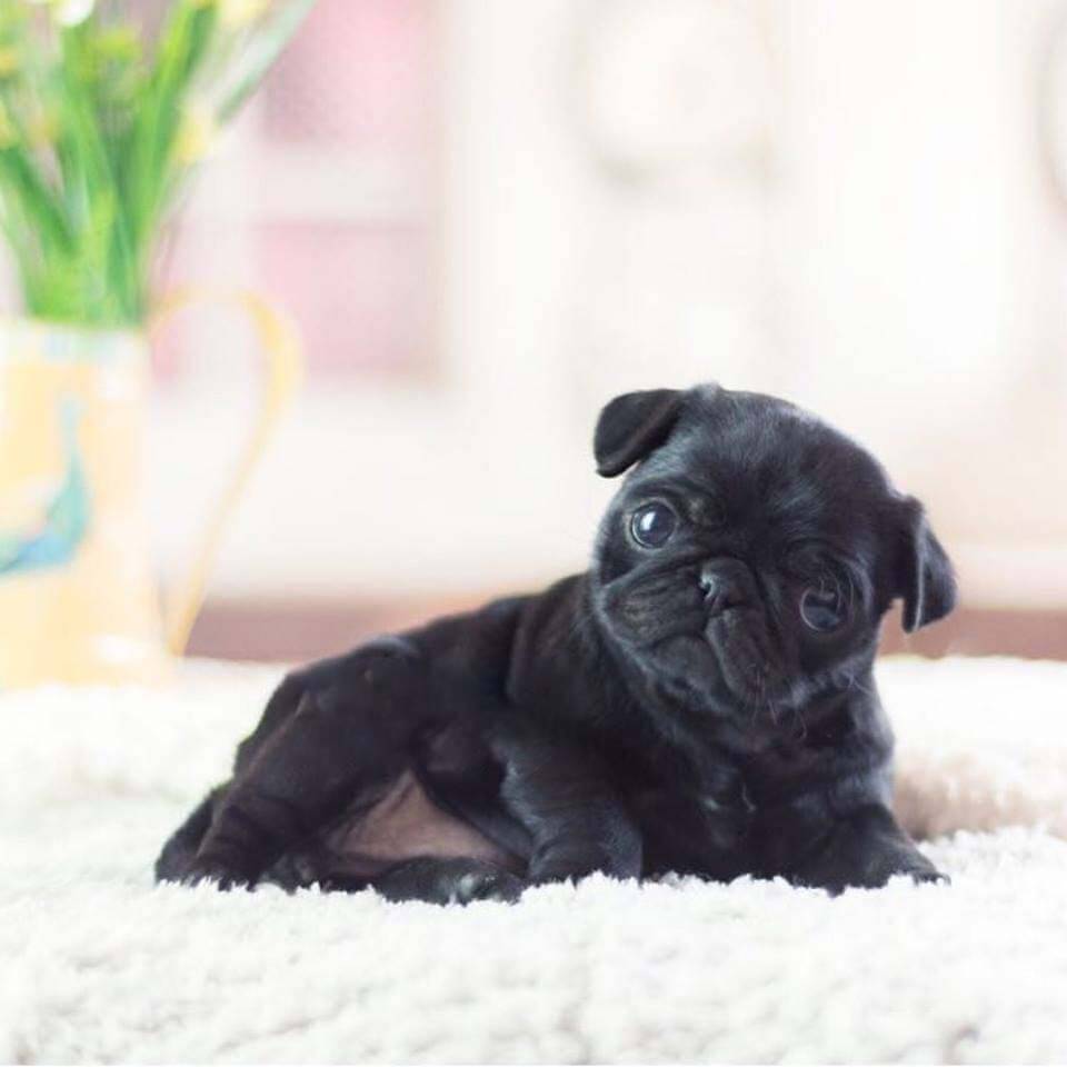 Dana Mini Black Pug - Tiny Teacup Pups | Designer Puppies | 1-323-498-4529.