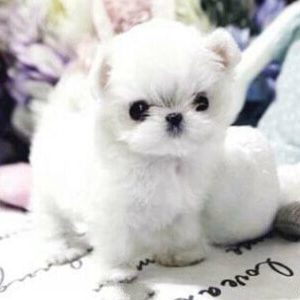 Tiny Teacup Pups | Designer Puppies | 1-323-498-4529. - Looking for a ...