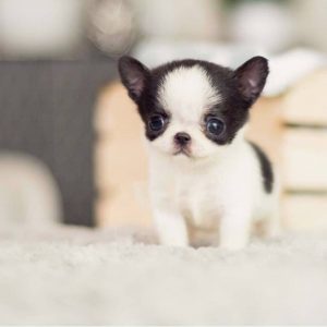 Tiny Teacup Pups | Designer Puppies | 1-323-498-4529. - Looking for a ...