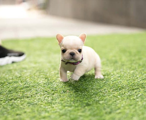 Armani Cream Mini French Bulldog - Tiny Teacup Pups