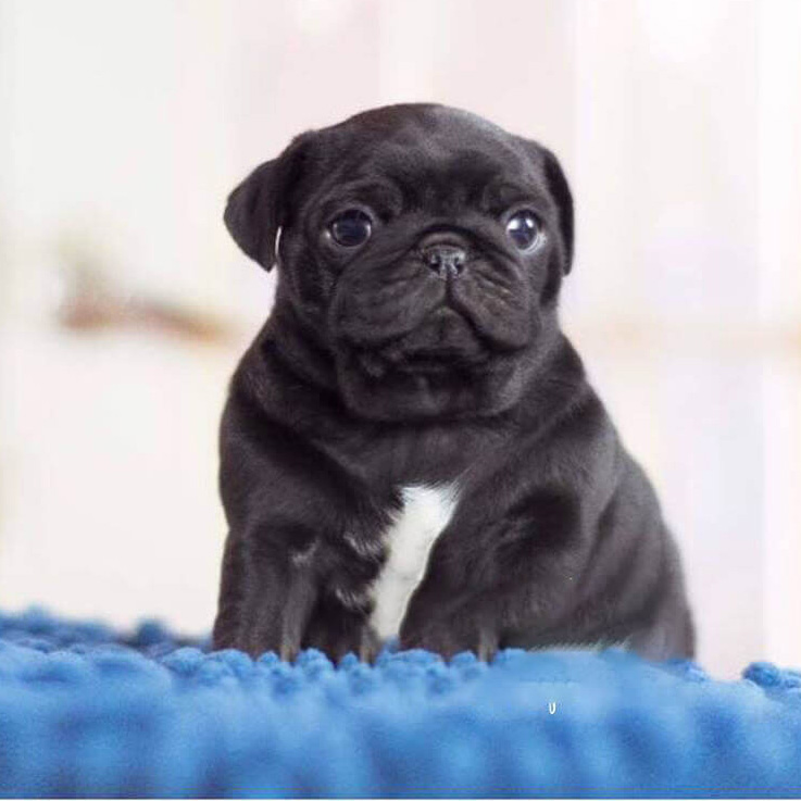 Mini Black Pug Puppies Goldenacresdogs Mini Black Pug Puppies