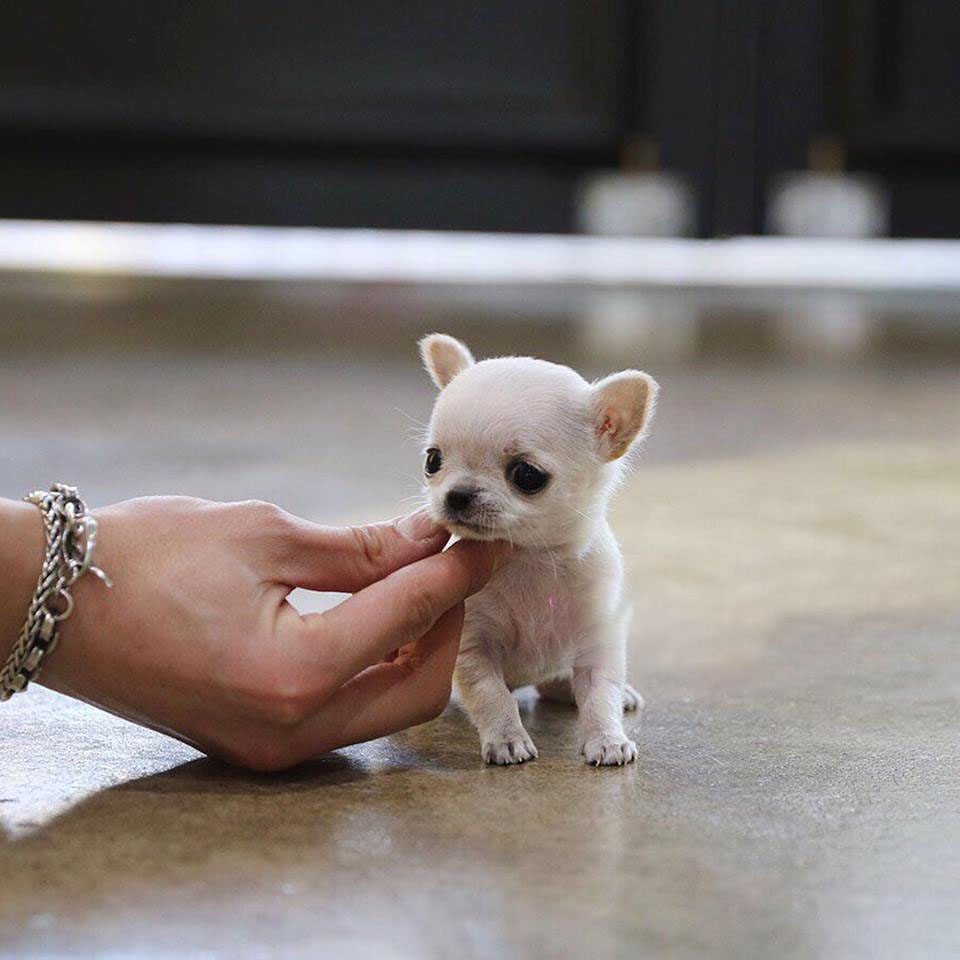 micro miniature chihuahua