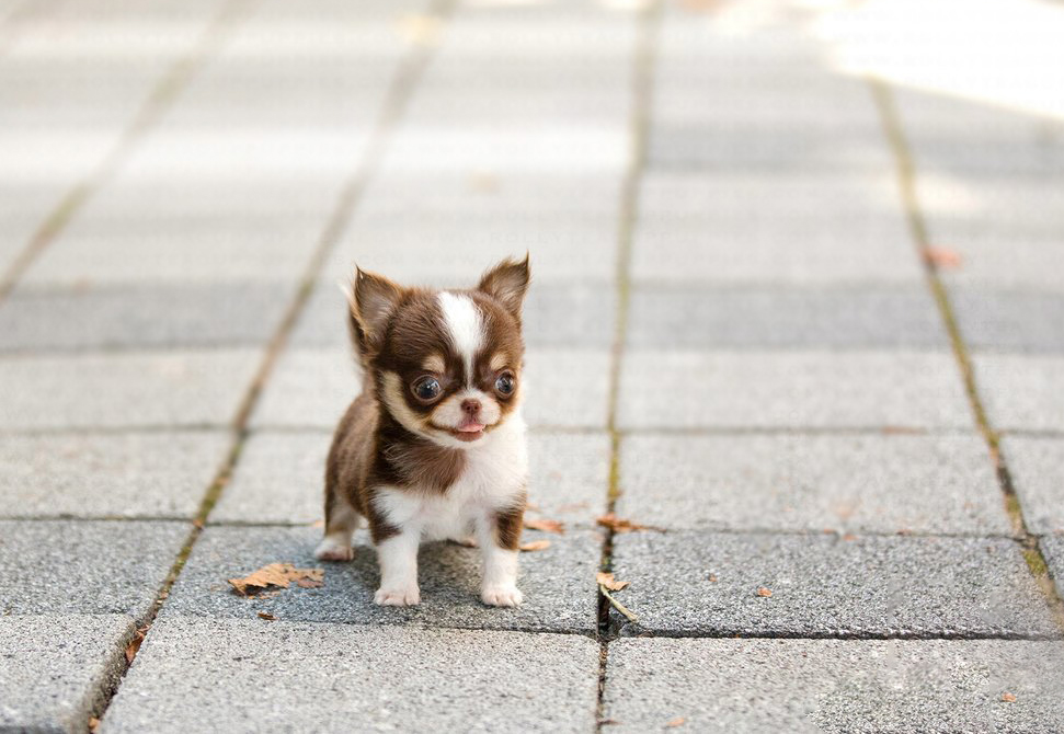 chihuahua tiny toy
