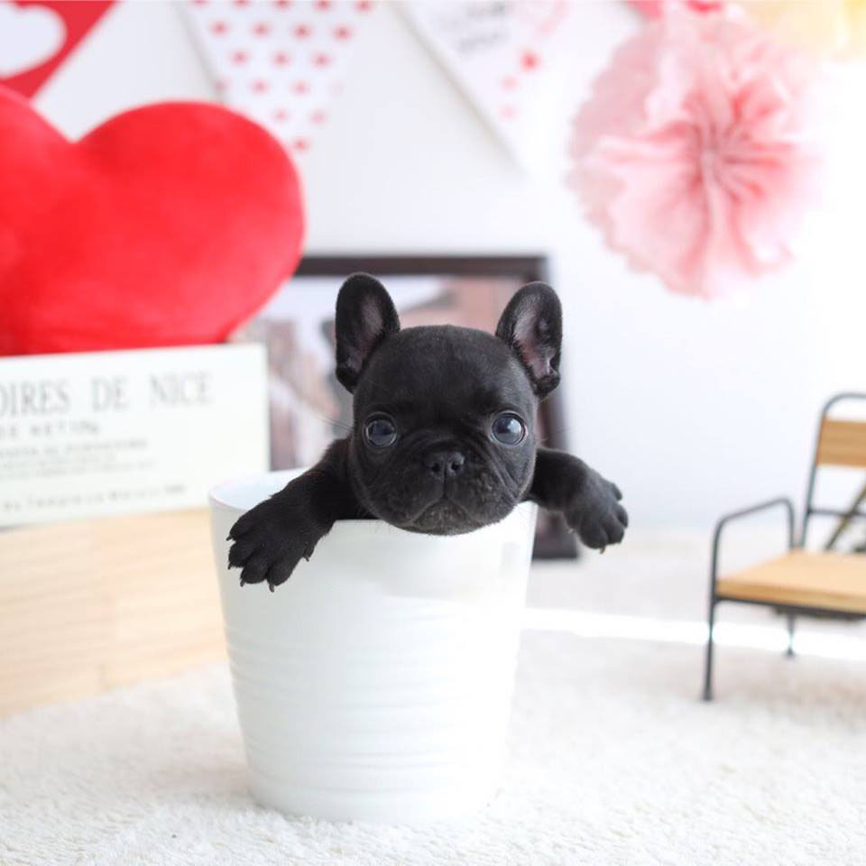 teacup toy bulldog