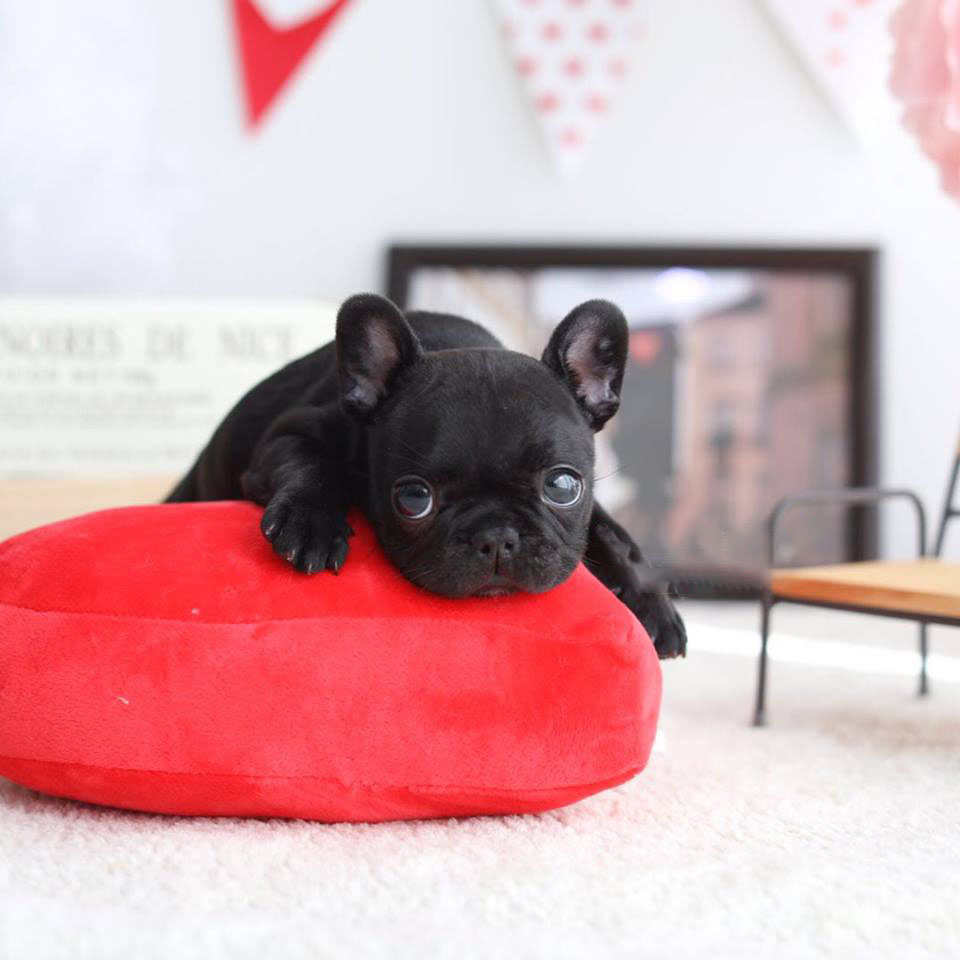 black french bulldog soft toy