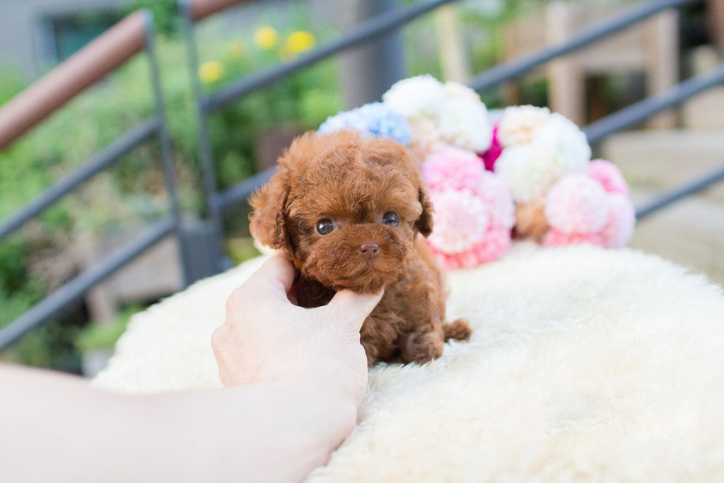 Avalon Siblings Red Micro Poodle - Tiny Teacup Pups