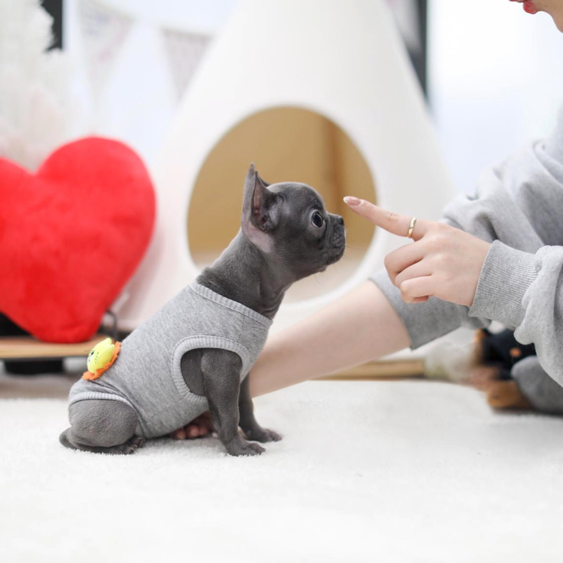 Fancy Teacup Frenchie | Tiny Teacup Pups