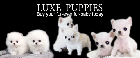 Buy Posh Pups