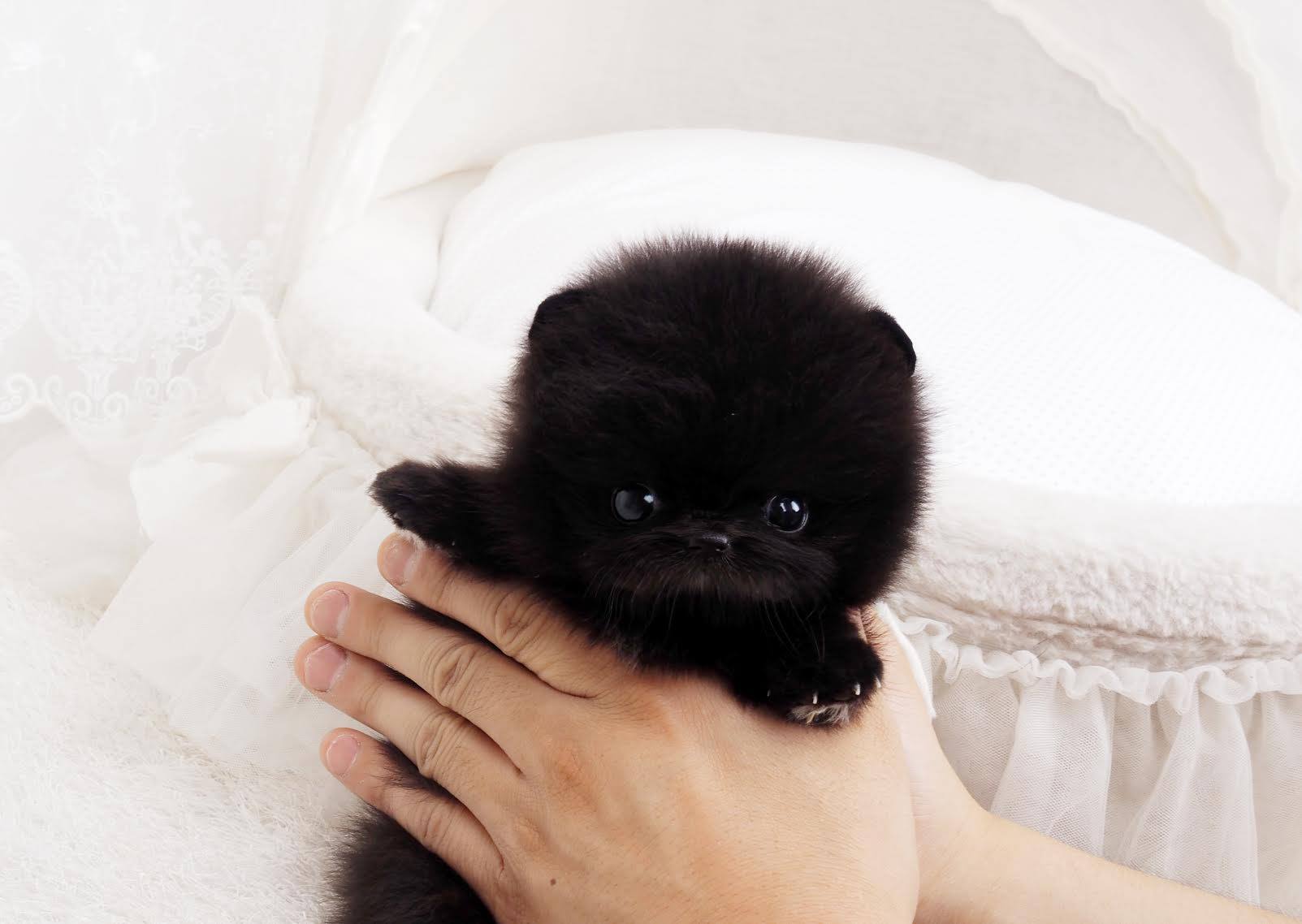 Prada Black Micro Pom | Tiny Teacup Pups