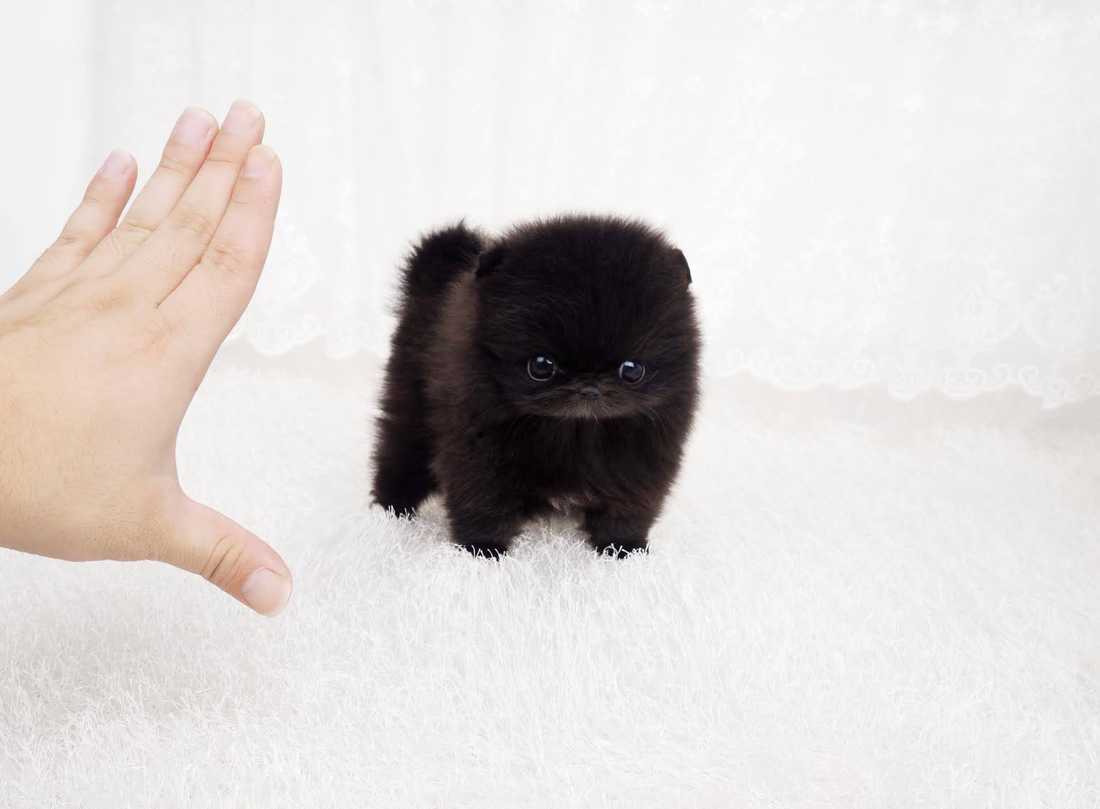 Prada Black Micro Pom | Tiny Teacup Pups