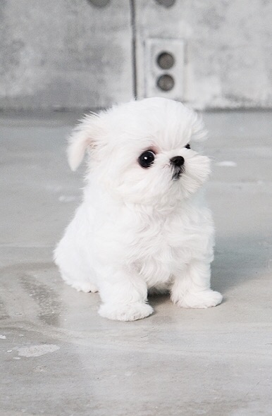 Minty White Micro Maltese | Tiny Teacup Pups