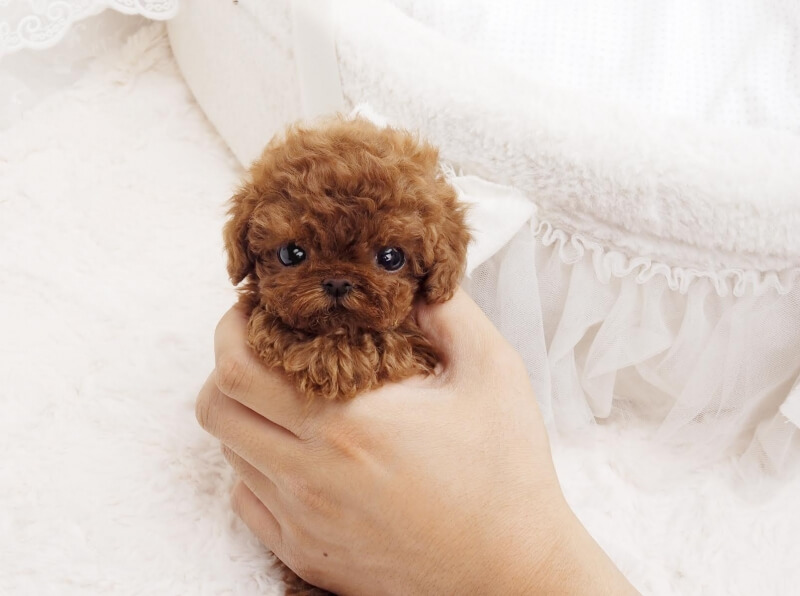 Rocky Red Mini Teacup Poodles for Sale - MICROTEACUPS ...
