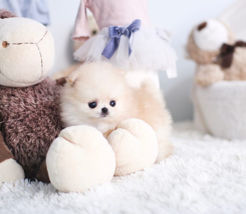 Tiny-teacup-pomeranian-4-1-2 - MICROTEACUPS