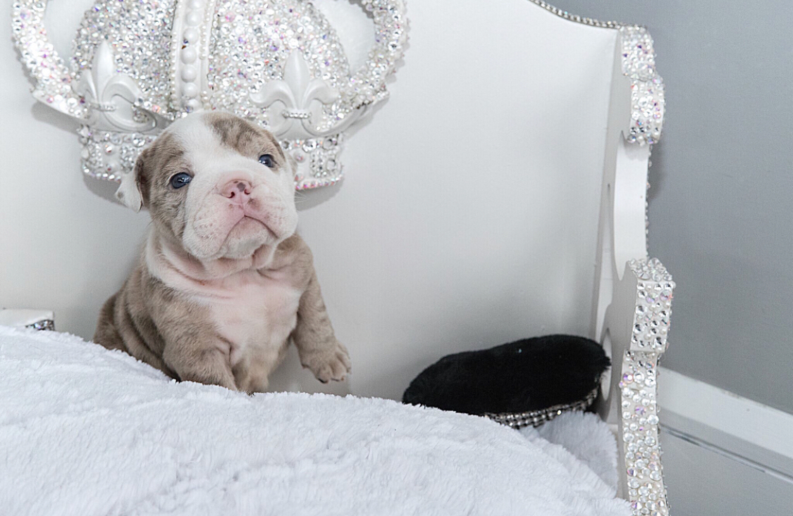 Esther Teacup English Bulldog