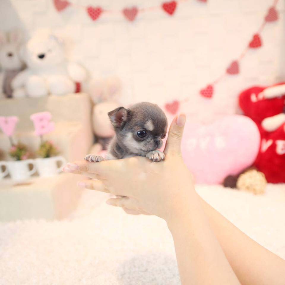 micro miniature chihuahua