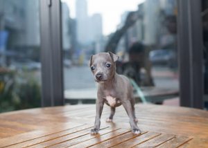 Teacup Italian Greyhound