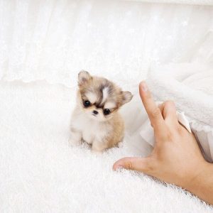 micro teddy bear pomeranian puppies for sale