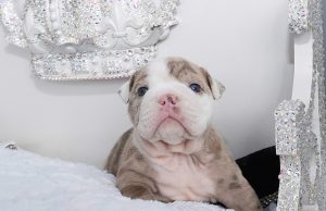 Teacup English Bulldog