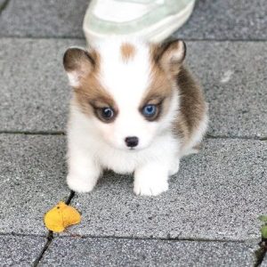 Teacup Corgi
