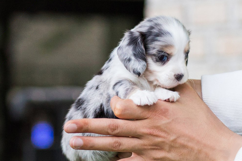 Daxel Teacup Doxie