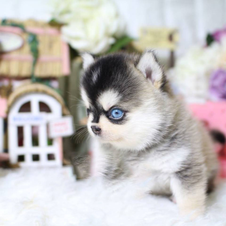 pomsky toy puppies for sale