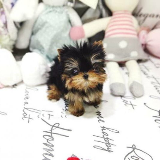 toy yorkies for sale near me