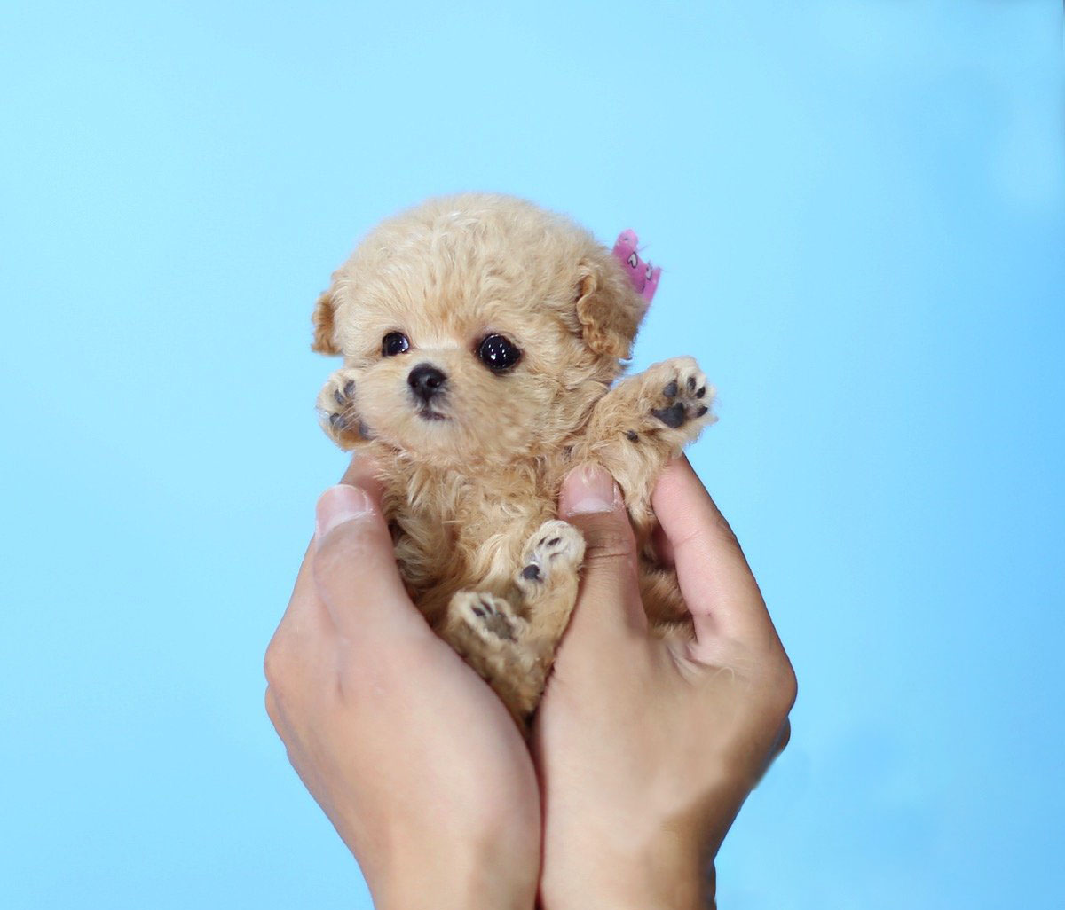 Minnie Cream Micro Poodle