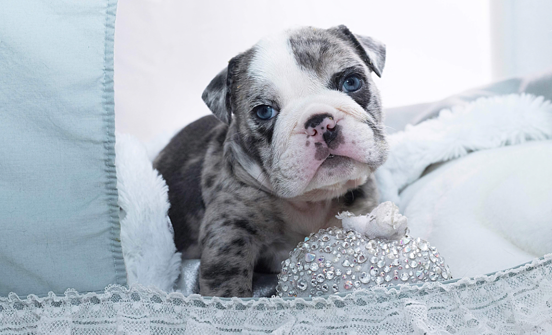 31 HQ Pictures Gray English Bulldog With Blue Eyes For Sale : Bulldog Wikipedia