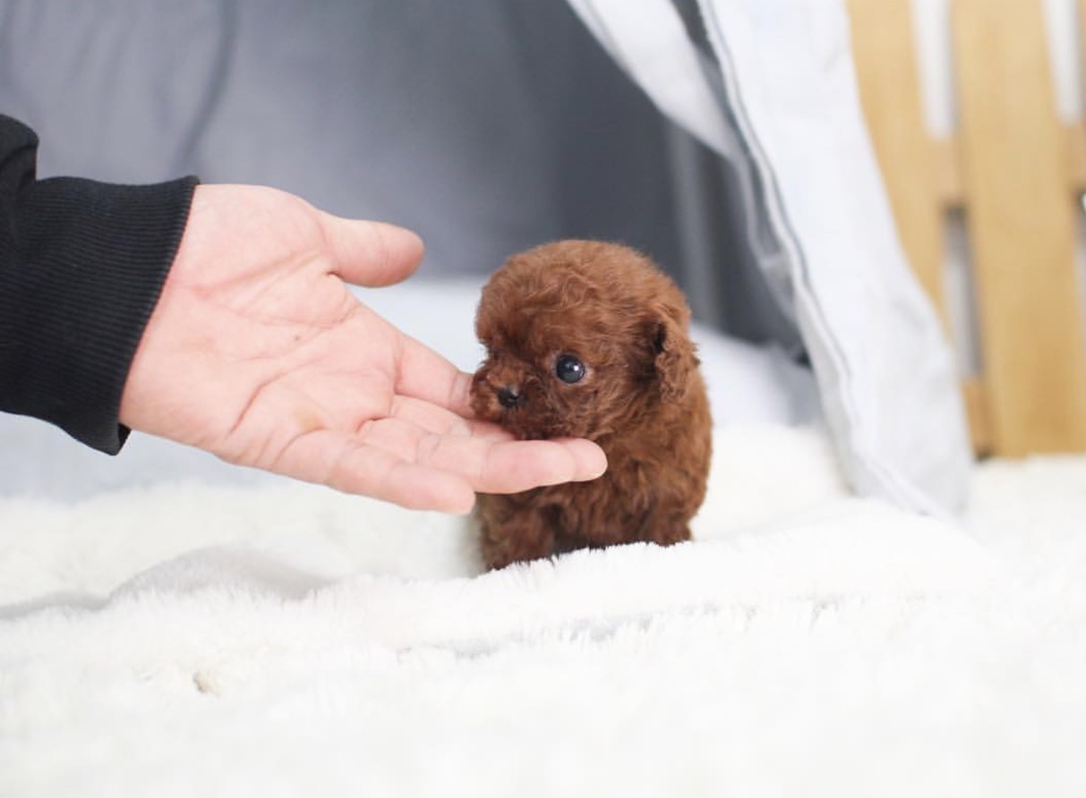 Peony Red Micro Poodle