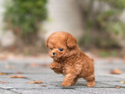 micro mini poodle cost