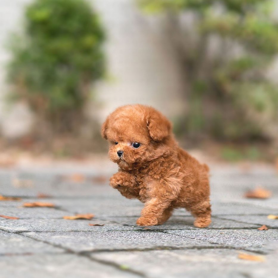 micro poodle puppies
