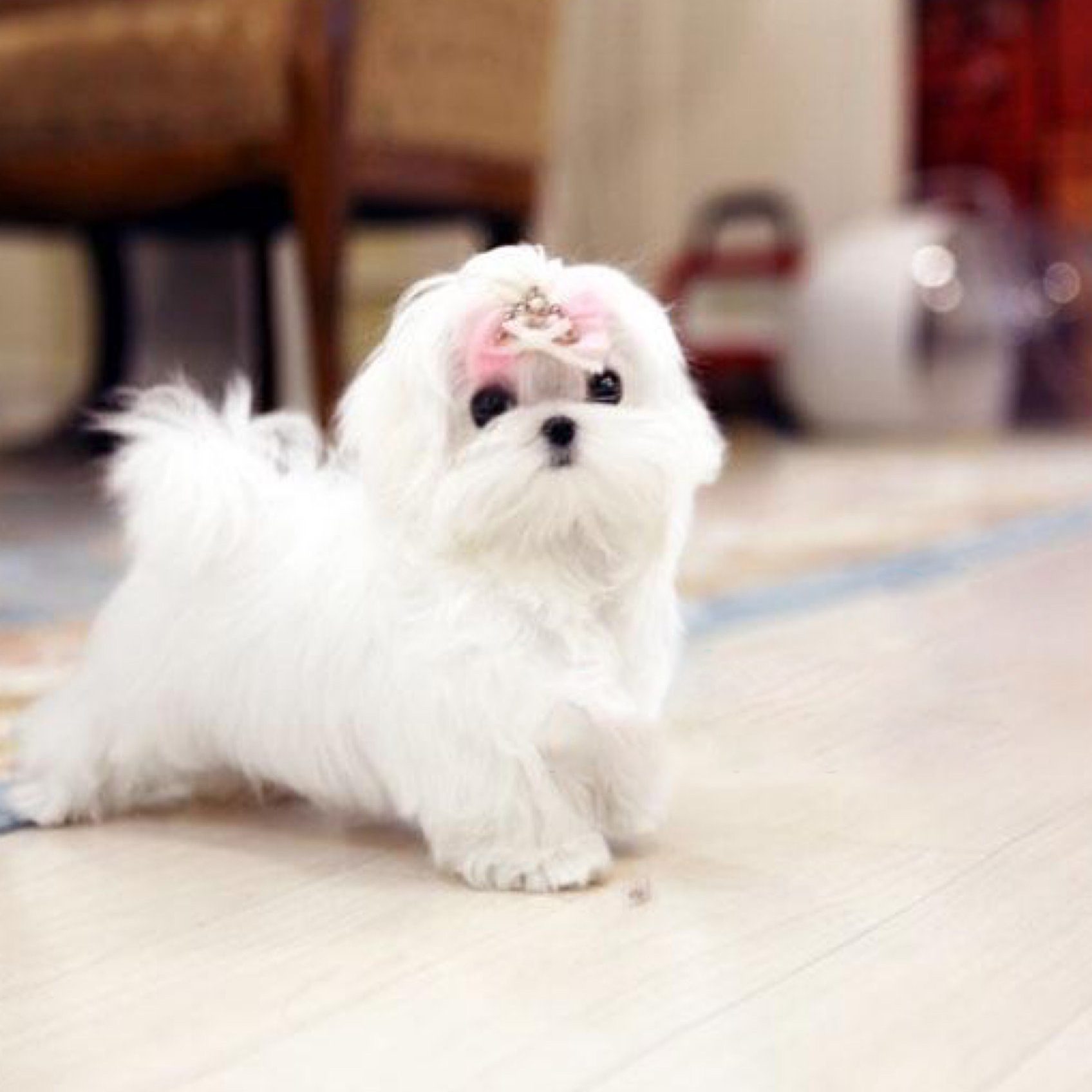micro teacup maltese puppies for sale near me