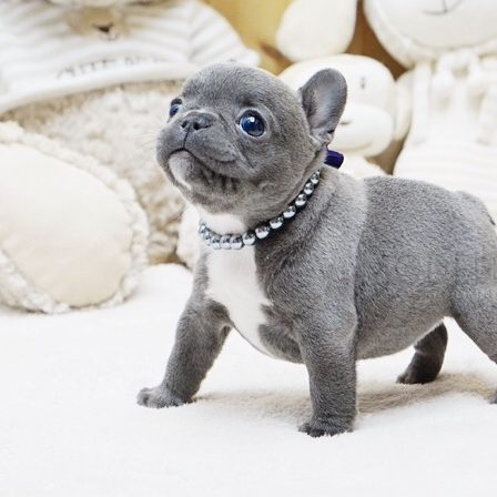 miniature french bulldog