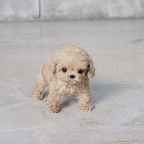 micro mini poodle