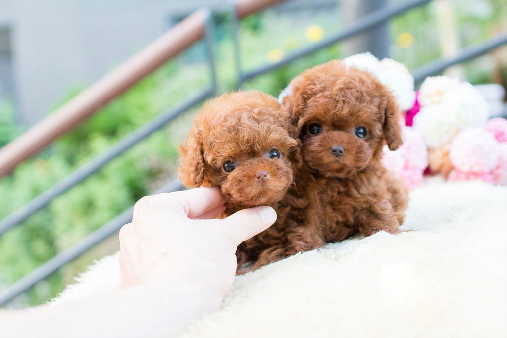 micro poodle puppies