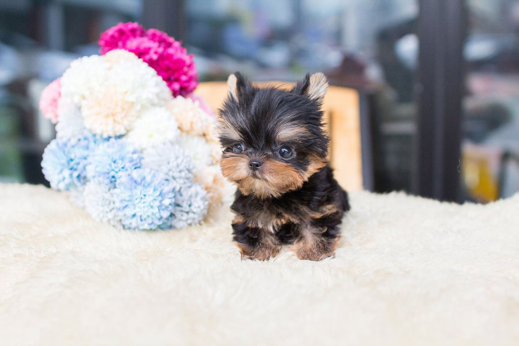 tiny teacup yorkie puppies for sale near me