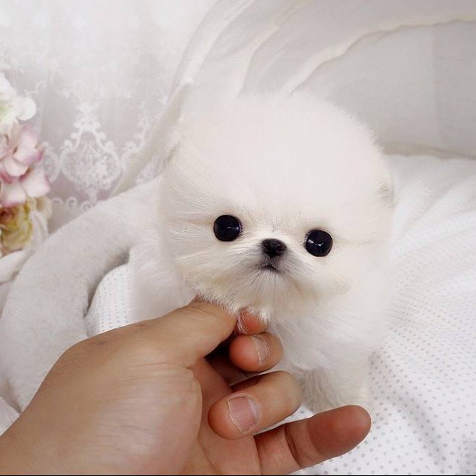 white tiny puppy