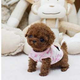 micro mini poodle puppies for sale