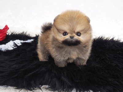 Micro Pomeranian Puppy For Sale