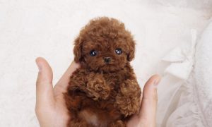 Micro Poodle