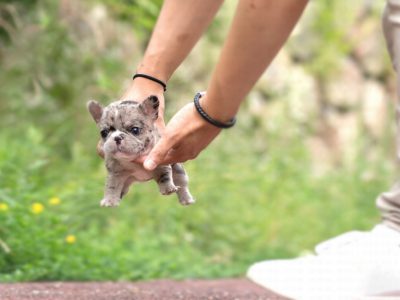 Tiny Teacup French Bulldog For Sale Tiny Pups For Adoption