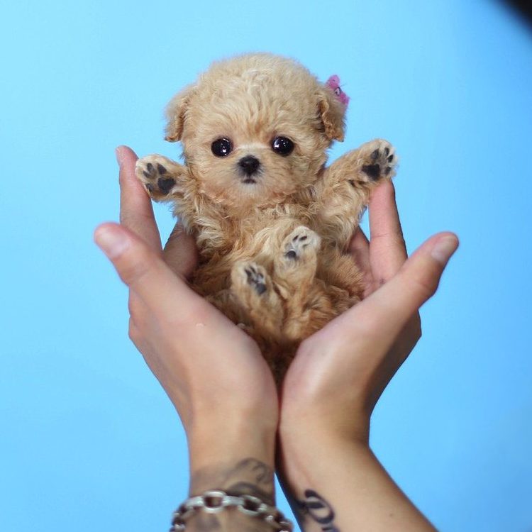 Amelia Micro Poodle for Sale