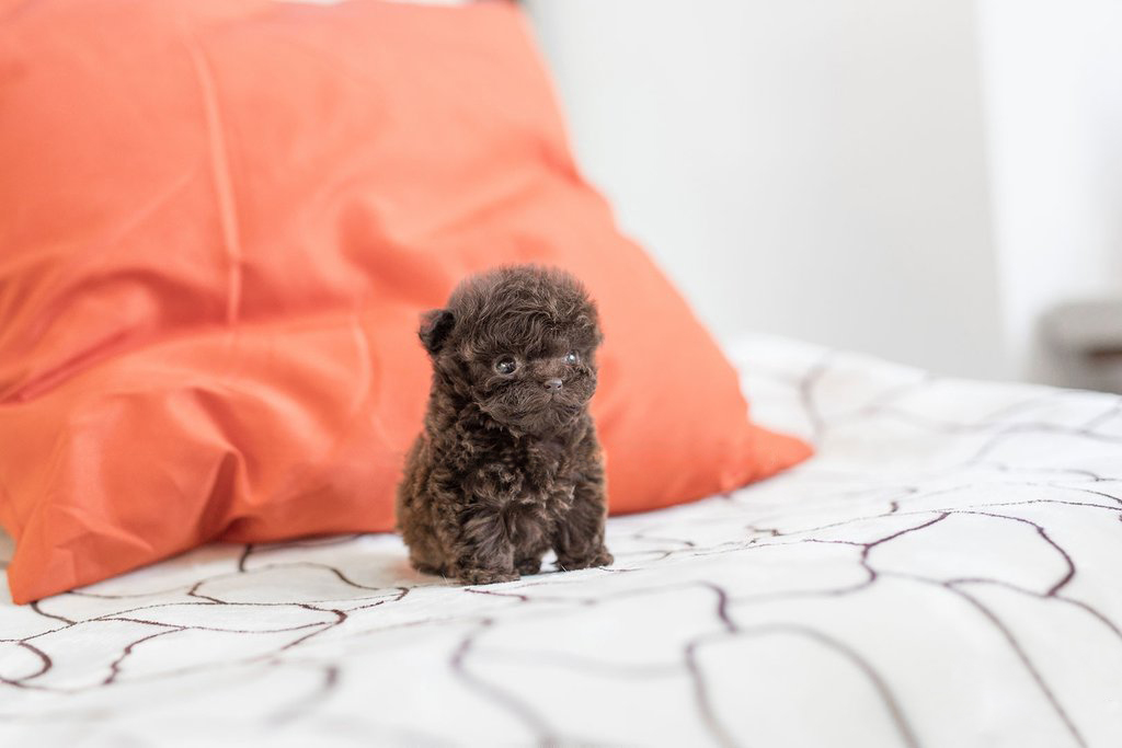 Bowzer Micro Poodle for Sale