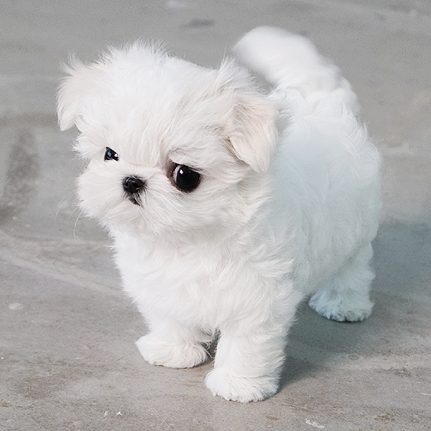 Lily Micro Maltese for Sale