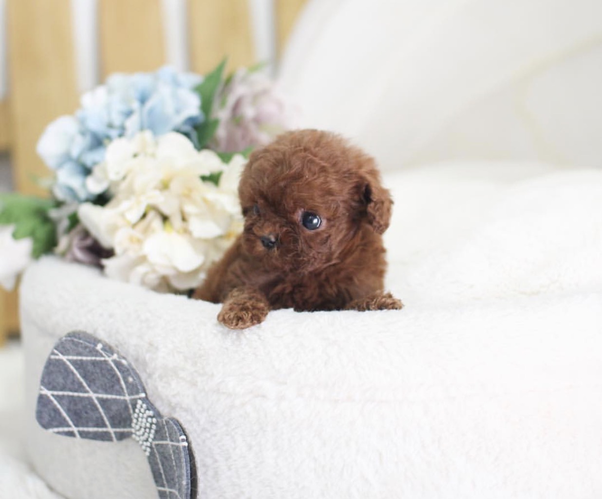 Aria Micro Poodle for Sale